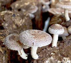 Produtos, Shiitake