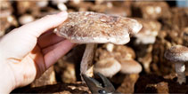 Produtos Shitake