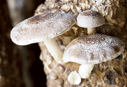 Shitake 1